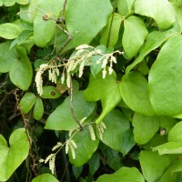 Dioscorea tomentosa J.Koenig ex Spreng.